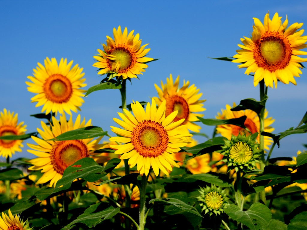 新着スマホ 壁紙 ひまわり 最高の花の画像