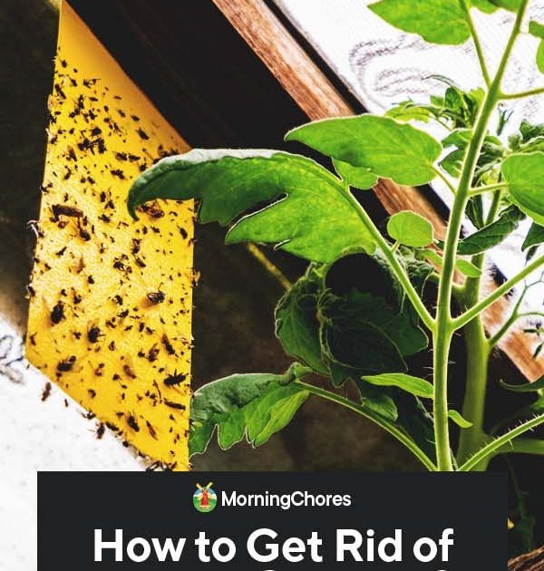How To Get Rid Of Fungus Gnats On My Plants SOHOWT