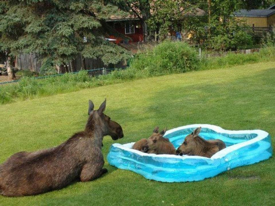 Apparently they like paddling pools too