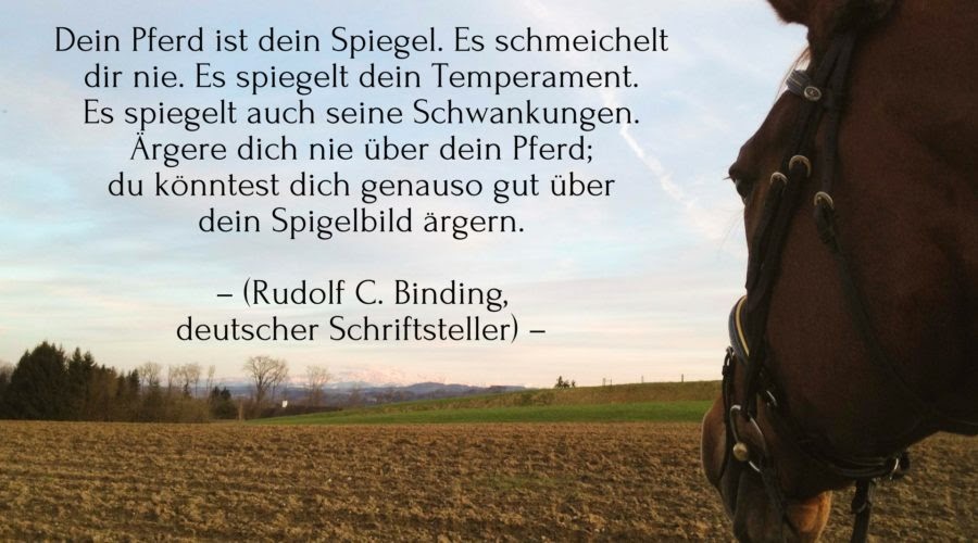 Gedichte Über Pferde Das Pferde Buch Geschichten Und Gedichte Polt