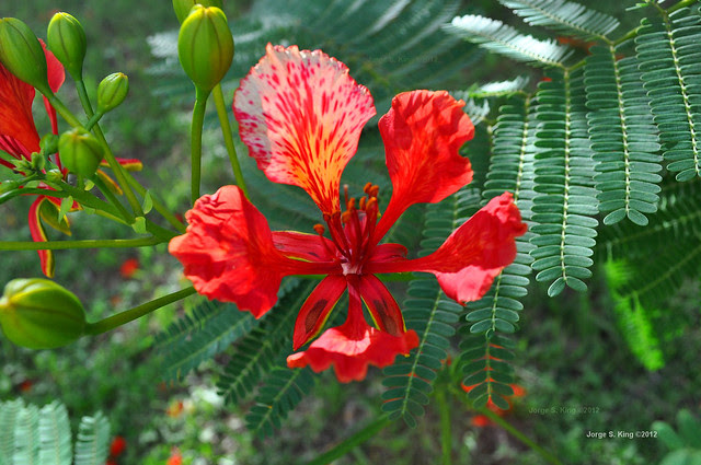 Flores de flamboyant I