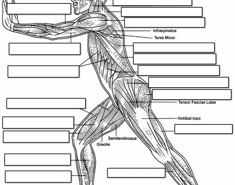 Unlabelled Diagram Of Muscles In The Body / Anatomy Of Leg Muscles And