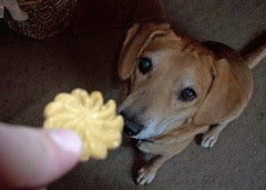 LazyDog_Sophie