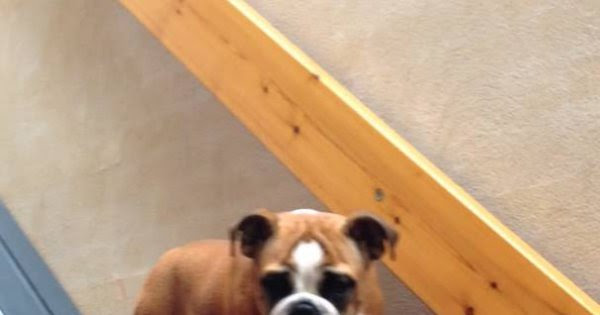 Hunde Treppenlift Selber Bauen