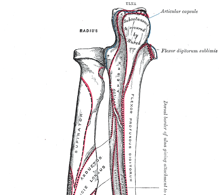 Anatomy Of The Radius