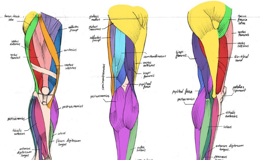 Leg Muscle Diagram Labeled Diagram Illustrating Muscle Groups On Leg