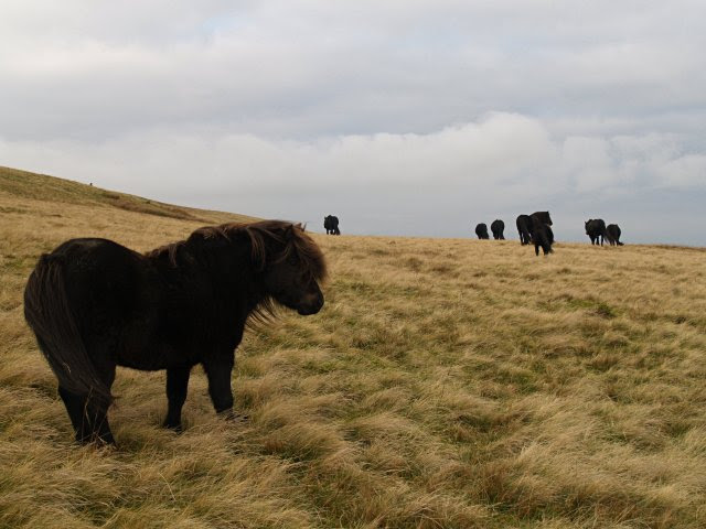 File:Fell ponies, West Fell.jpg