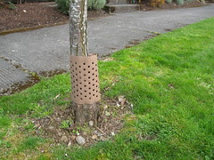 foto, tree