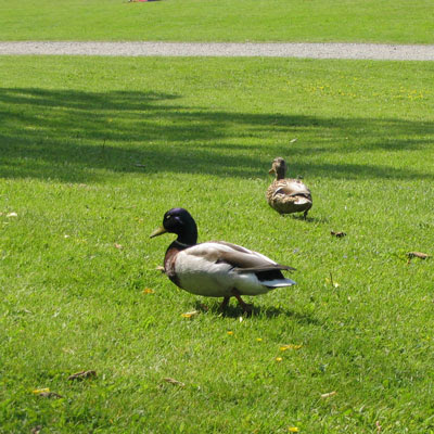 Ducks at Drottningholm
