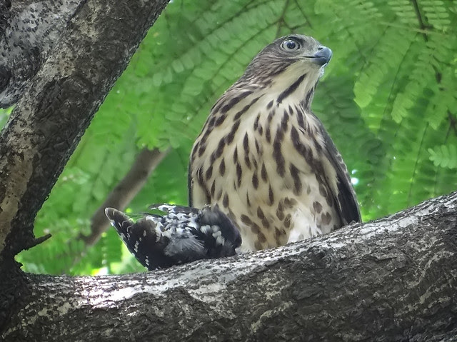 鳳頭蒼鷹/無限台南