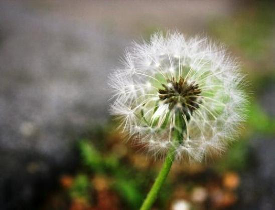 before the wish
