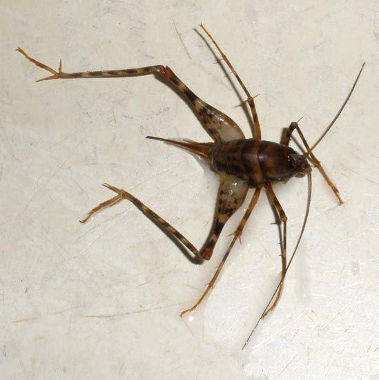 21 Lovely Crickets Basement - basement tips