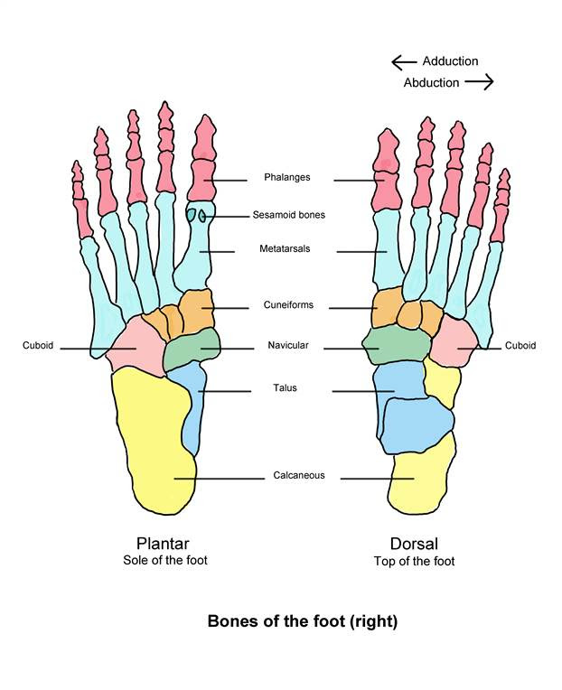 Leg Bones Diagram / pelvis | Definition, Anatomy, Diagram, & Facts