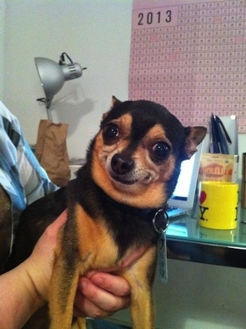 25 well, very surprised dogs