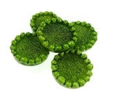 Buttons, light green resin 2pcs - oldish Buttons, light green resin 2pcs - oldish
