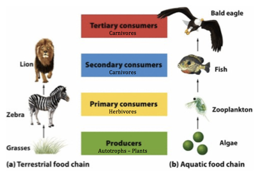 where are eagles on the food chain
