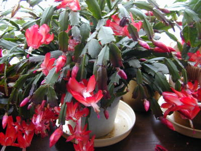 http://greenthumb.cocolog-nifty.com/garden/Zygocactus6.jpg