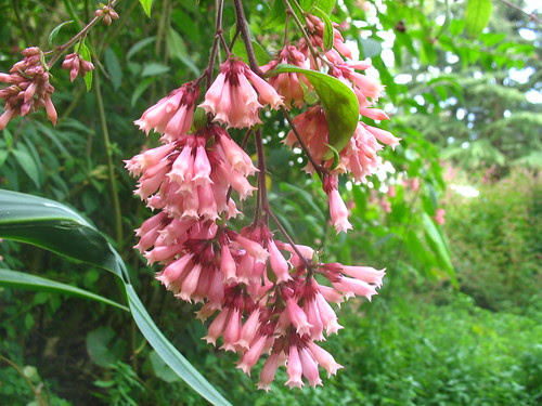Cestrum elegans
