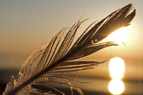 frosted feather
