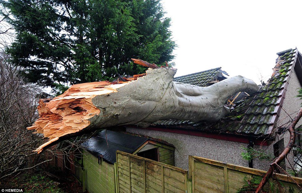The woods at the back of the Foster home where the massive tree fell from