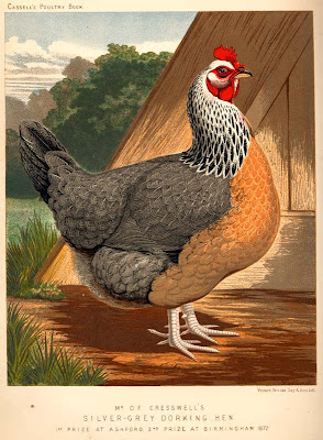 Silver-Grey Dorking Hen