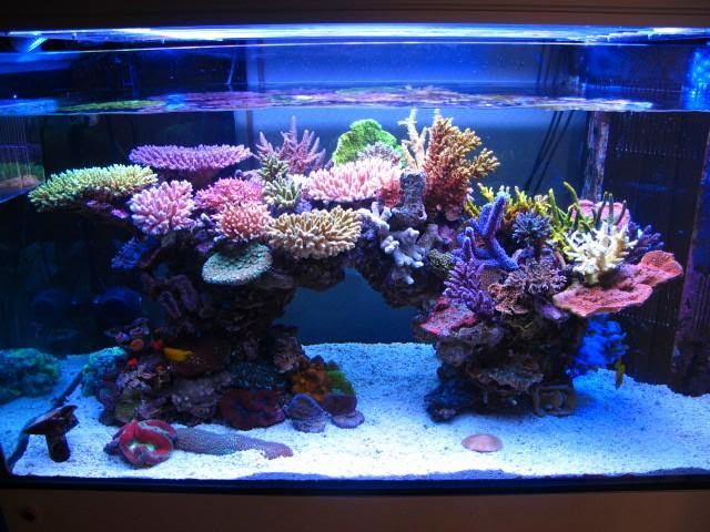 kaela-w2bjvog670: aquascape 125 gallon aquarium