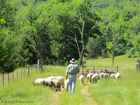 (30-19) Heading back out to the front field after working the sheep - FarmgirlFare.com