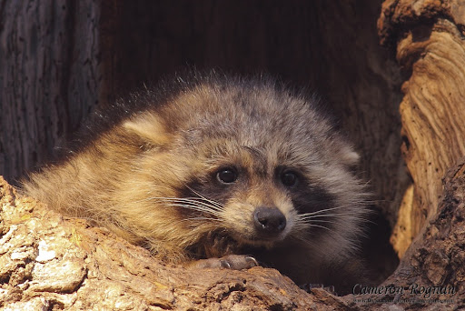 racoon