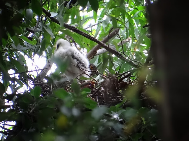 鳳頭蒼鷹/無限台南
