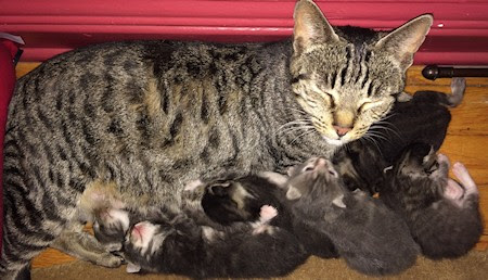 Mama Chance and her kittens converted my office to a nursery