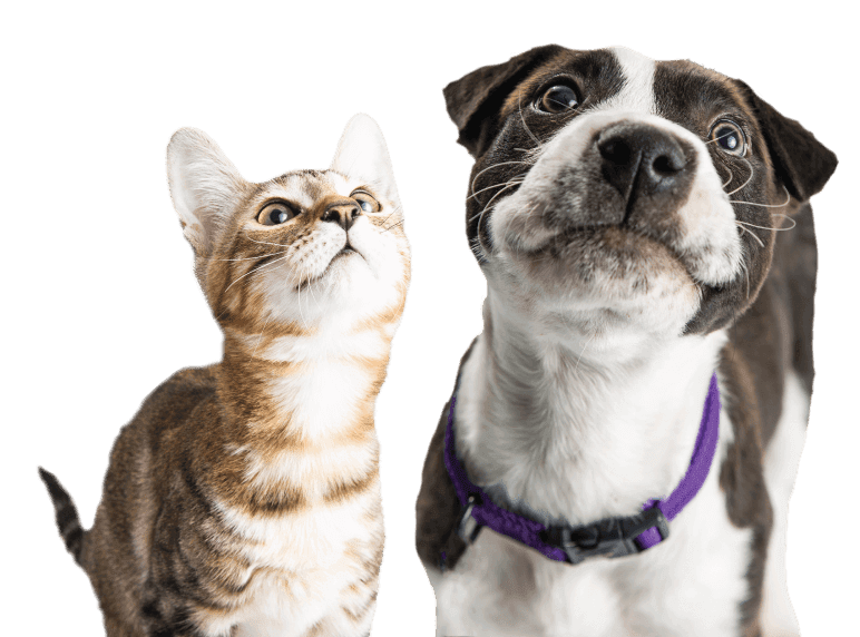 49 HQ Images Dog And Cat Veterinarian Near Me : Mercy Pet ...