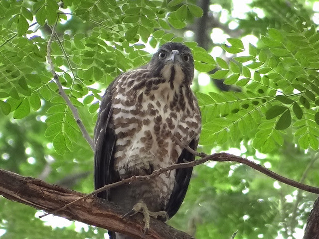 鳳頭蒼鷹/無限台南