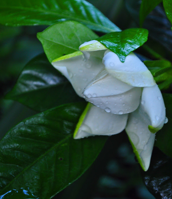 Gardenia jasminoides 'August Beauty'