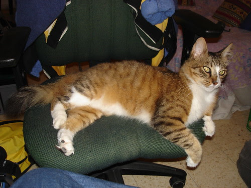 Kitten on the chair
