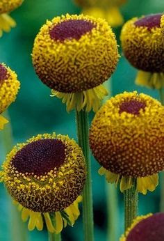 Helenium Autumn Lollipop