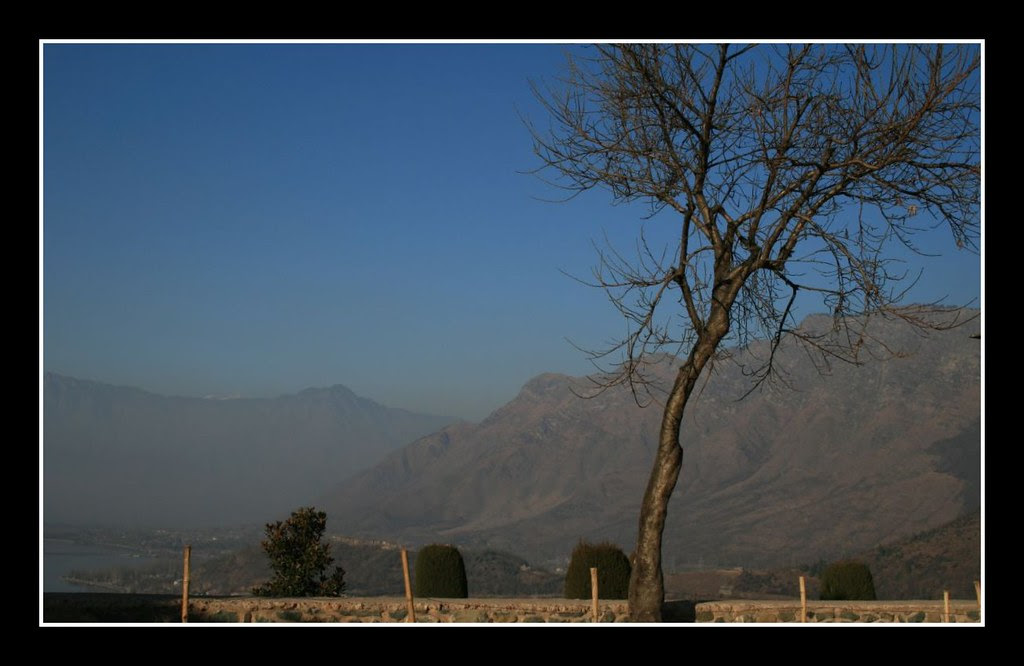 Empty tree in the fort
