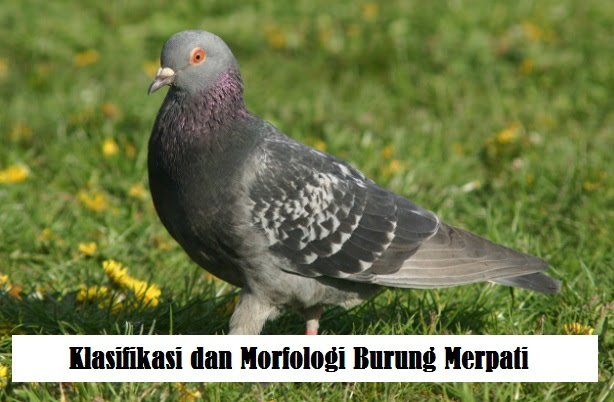 Bagian Tubuh Burung Merpati Dan Fungsinya Berbagai Bagian Penting