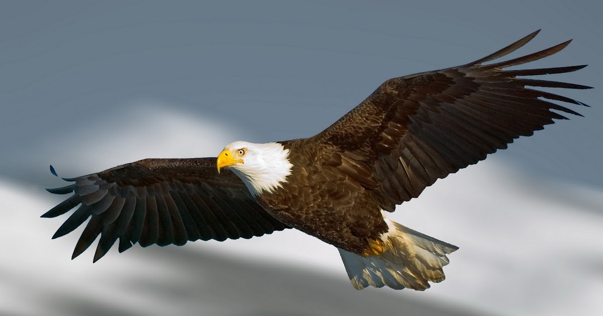 27++ Wallpaper Anime Eagle - Baka Wallpaper