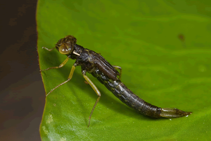 Animation: Damselfly Emergence