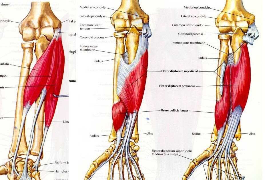Pic Structure Of Human With All Muscles And Bones Name - Optimal Bone