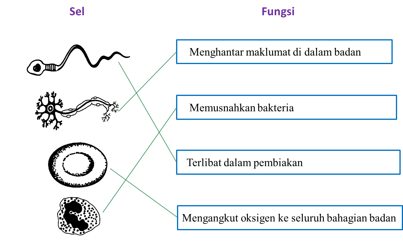 Kesihatan Manusia Sains Tingkatan 2  Kertas Soalan Peperiksaan Akhir