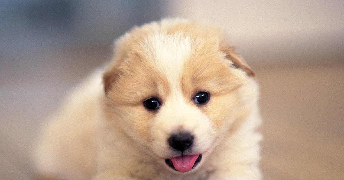 cute dog wallpaper free download imageswall.com - Cute dog wallpapers