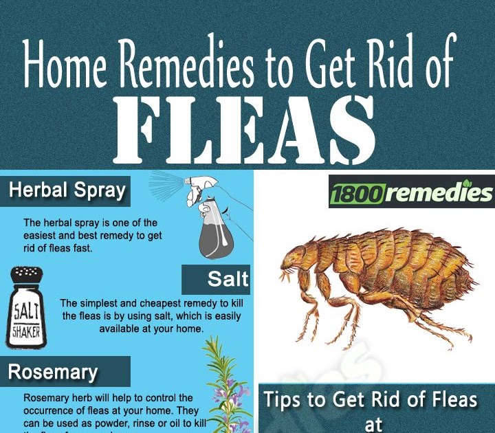 How To Get Rid Of Cat Fleas From Home Cat Lovster