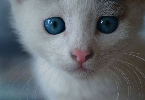 Cara Membuat Mata Kucing Biru - Mata Kucing