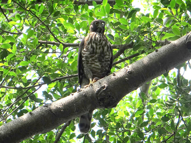 鳳頭蒼鷹/無限台南