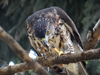 鳳頭蒼鷹/無限台南