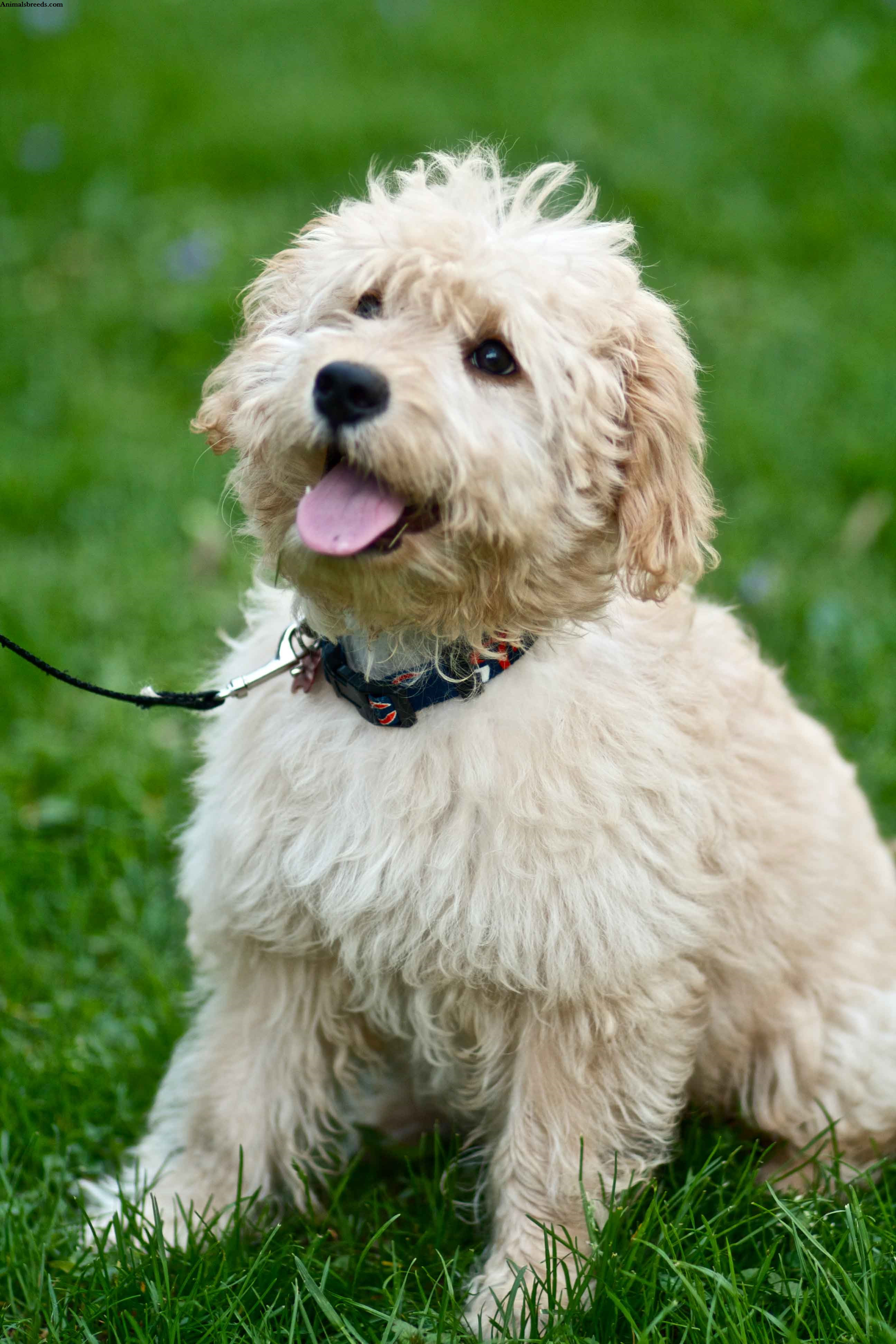 Goldendoodle Puppies, Rescue, Pictures, Information, Temperament, Characteristics Animals Breeds Goldendoodle Puppies, Rescue, Pictures, Information, Temperament, Characteristics Animals Breeds