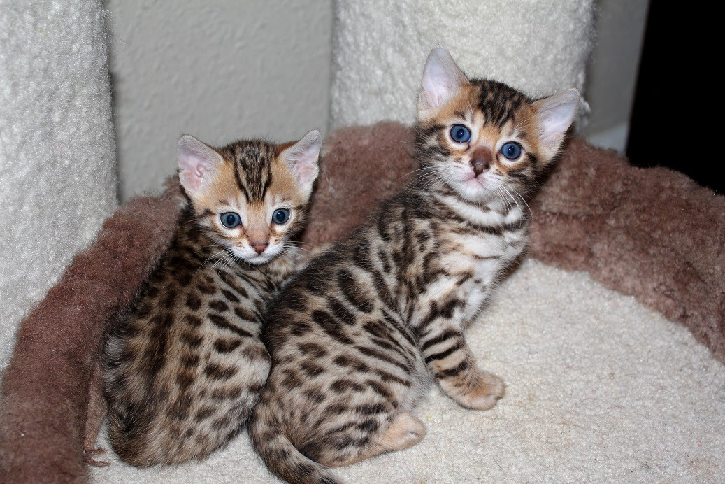 Free Kittens Near Me Cats For Adoption Near Me The W Guide We