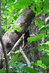 New Zealand Kaka