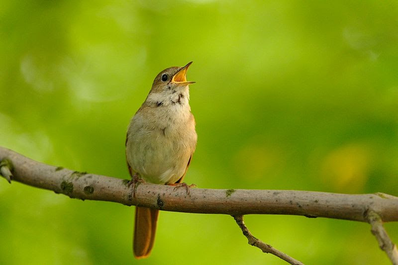 Paling Bagus 30+ Gambar Burung Jongkangan Jantan - Richa Gambar